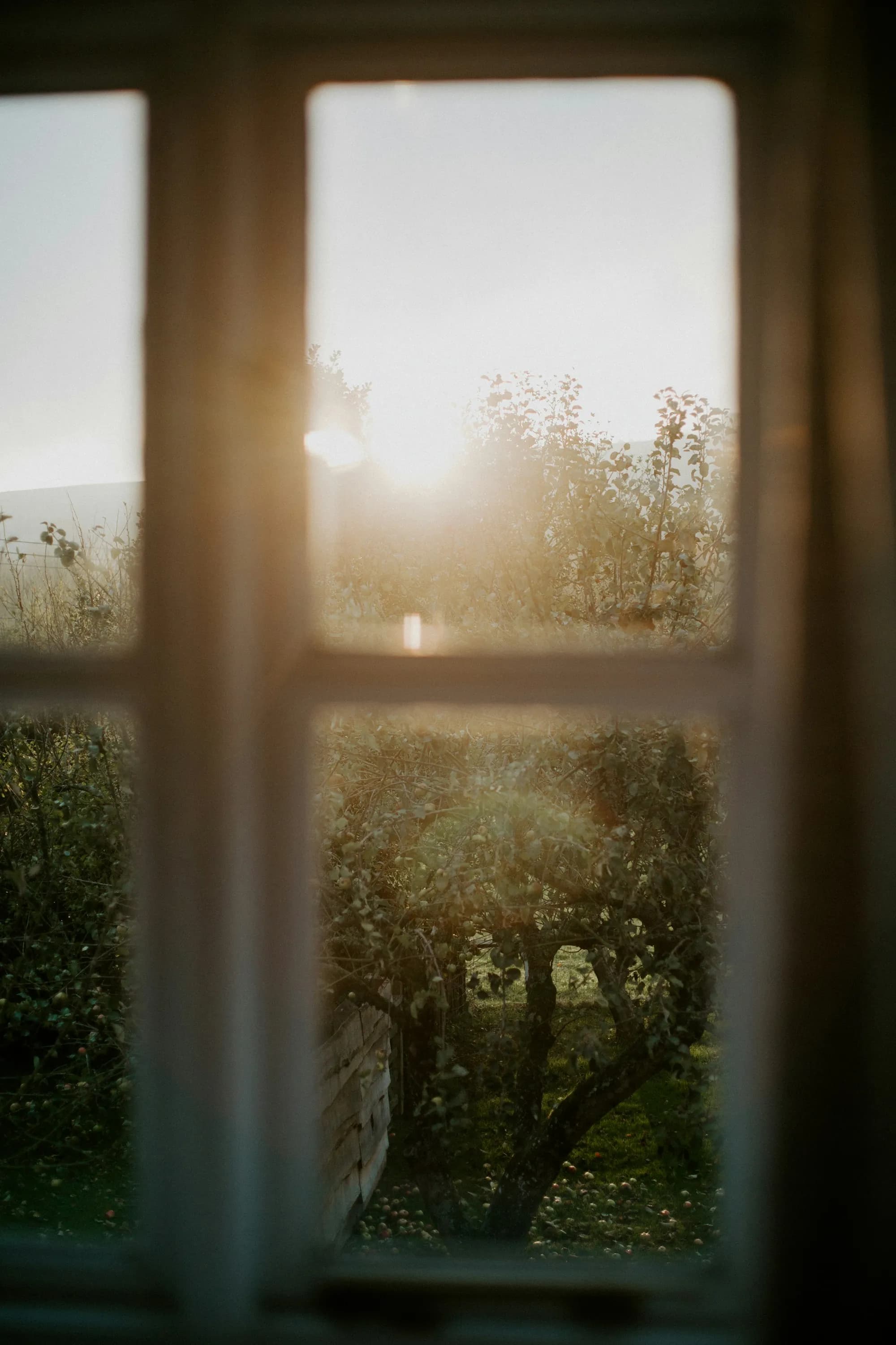 Soft morning light coming through a window onto a green garden outside